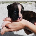 Tanyati J Litter