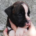 Tanyati J Litter
