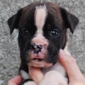 Tanyati J Litter