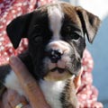 Tanyati J Litter
