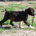 Tanyati J Litter