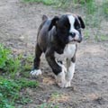 Tanyati J Litter