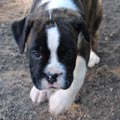 Tanyati J Litter