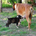 Tanyati J Litter