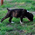 Tanyati J Litter