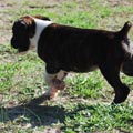 Tanyati J Litter