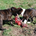 Tanyati J Litter