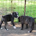 Tanyati J Litter