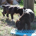 Tanyati J Litter