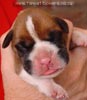 Tanyati A Litter