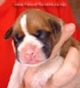 Tanyati A Litter