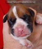Tanyati A Litter