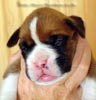 Tanyati A Litter