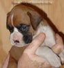 Tanyati A Litter