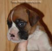 Tanyati A Litter