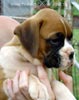 Tanyati A Litter