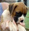 Tanyati A Litter