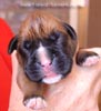 Tanyati A Litter
