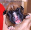 Tanyati A Litter