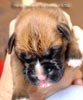 Tanyati A Litter