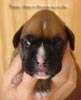Tanyati A Litter