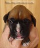 Tanyati A Litter