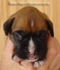 Tanyati A Litter