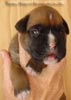 Tanyati A Litter