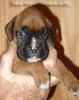 Tanyati A Litter
