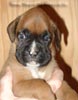 Tanyati A Litter