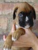 Tanyati A Litter