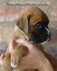 Tanyati A Litter