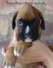 Tanyati A Litter