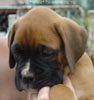 Tanyati A Litter