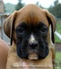 Tanyati A Litter