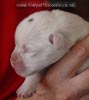 Tanyati A Litter