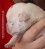 Tanyati A Litter