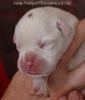 Tanyati A Litter