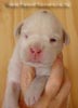 Tanyati A Litter