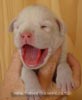 Tanyati A Litter