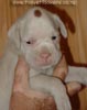 Tanyati A Litter