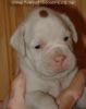 Tanyati A Litter