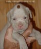 Tanyati A Litter