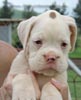 Tanyati A Litter