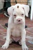 Tanyati A Litter