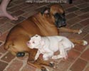 Tanyati A Litter