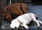 Tanyati A Litter