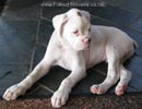 Tanyati A Litter