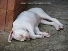 Tanyati A Litter
