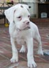 Tanyati A Litter